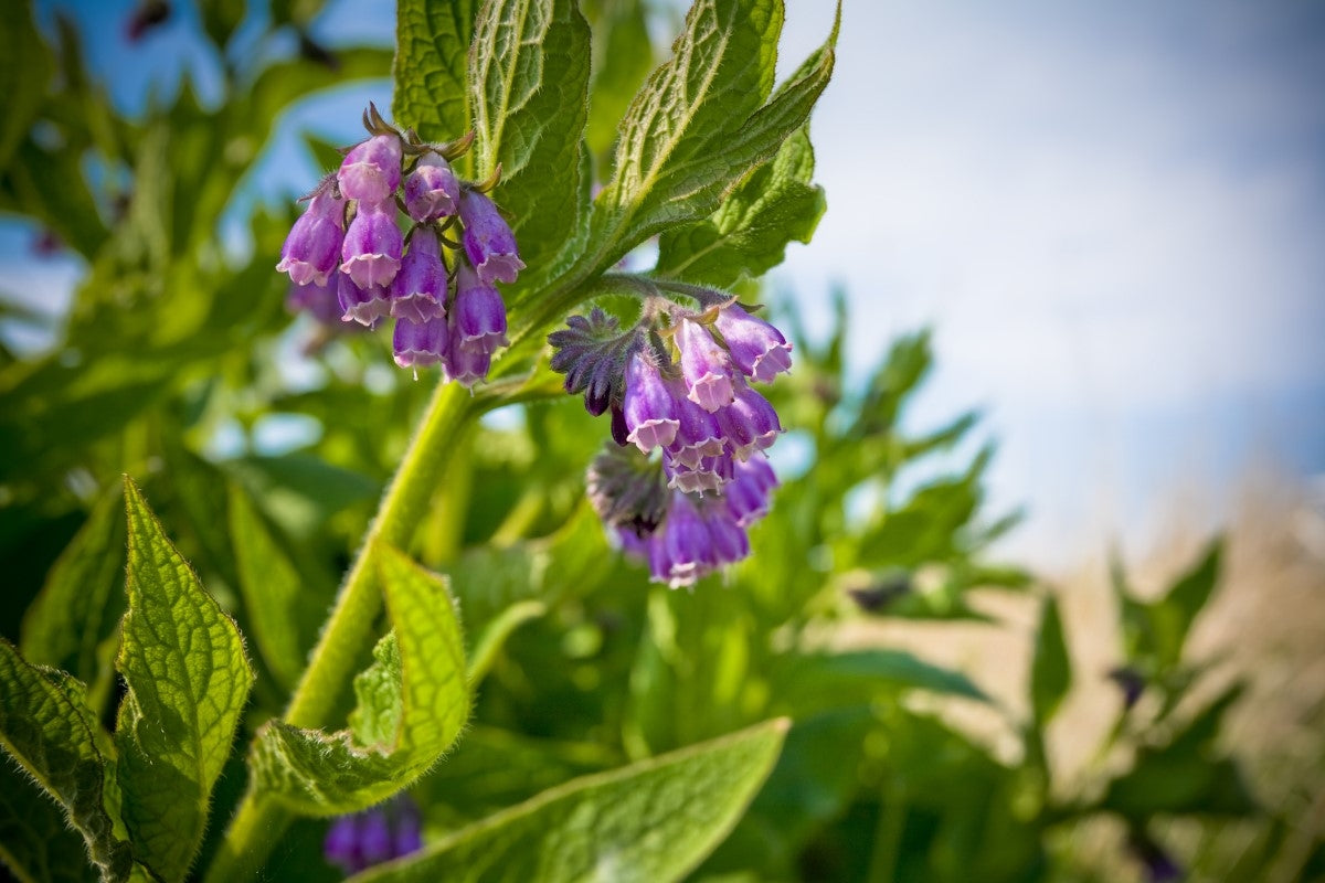 Alles über Beinwell
