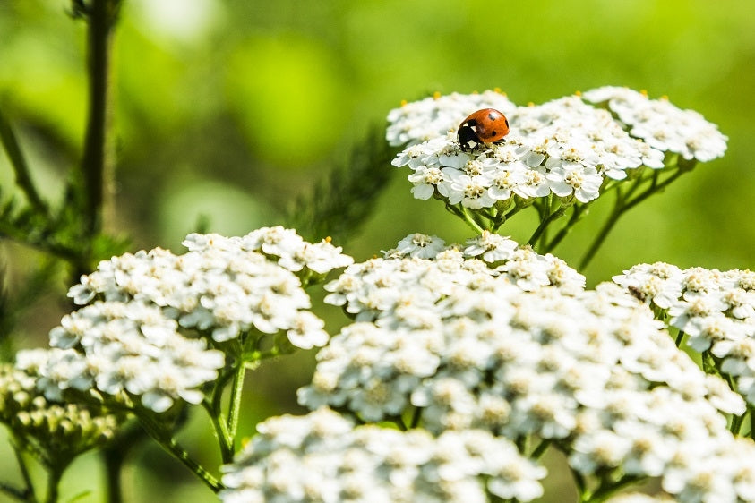 Alles über die Gemeine Schafgarbe