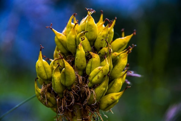 Alles über Enzianwurzel