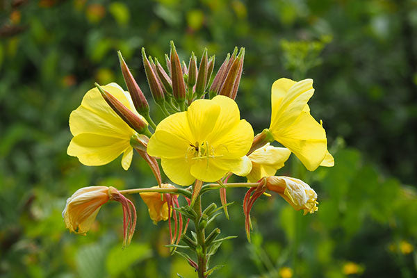Alles über Nachtkerzenöl