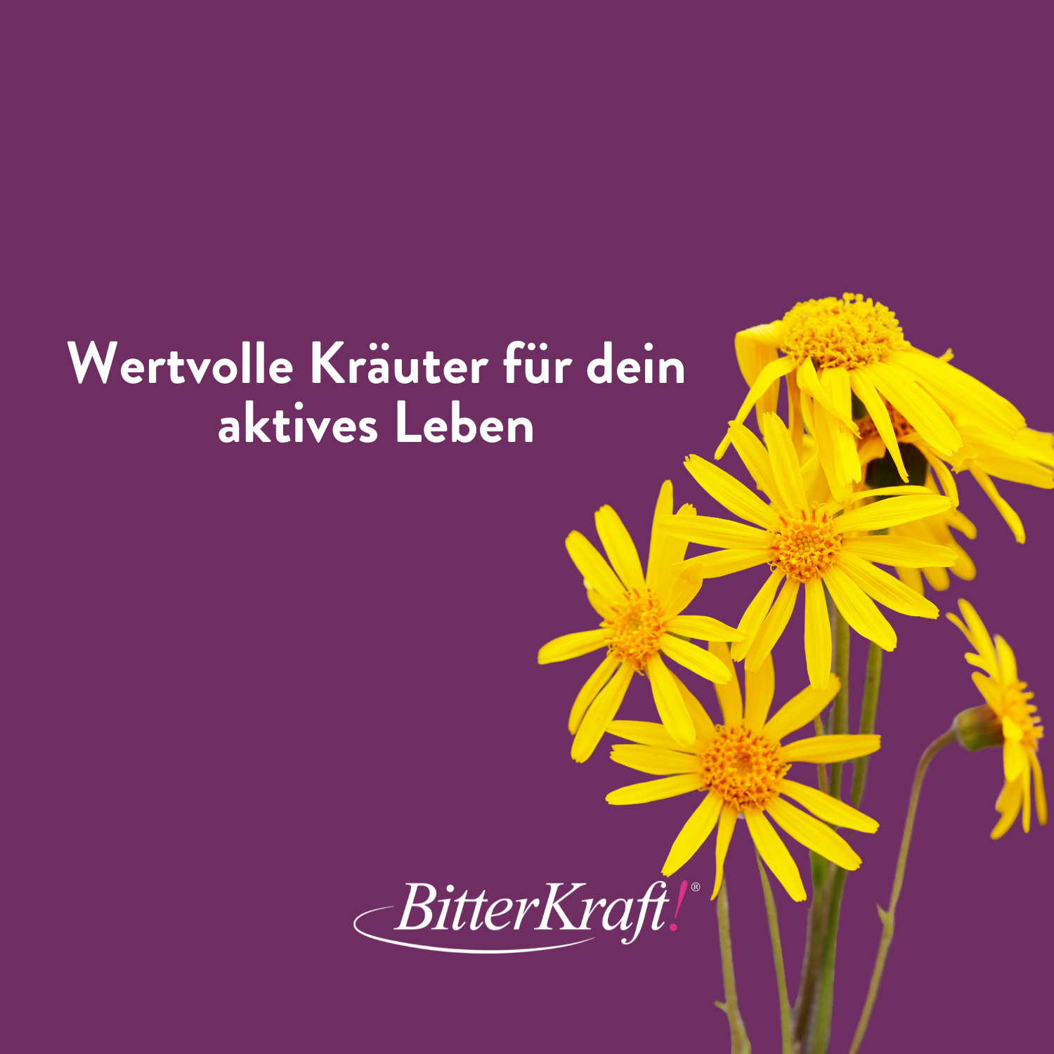 Knie- und Gelenksalbe Hildegard von Bingen