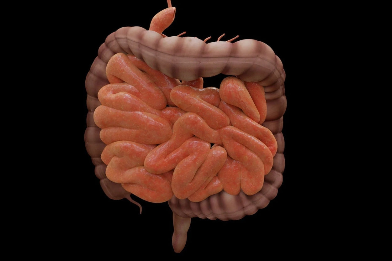 Sindrome dell'intestino permeabile: Approcci utili al di fuori della medicina convenzionale