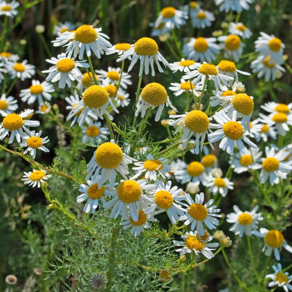 Camomilla
