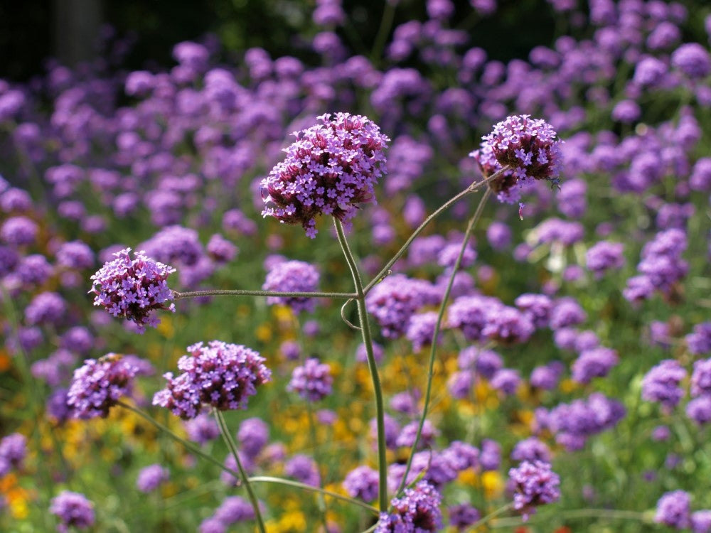 Verbena