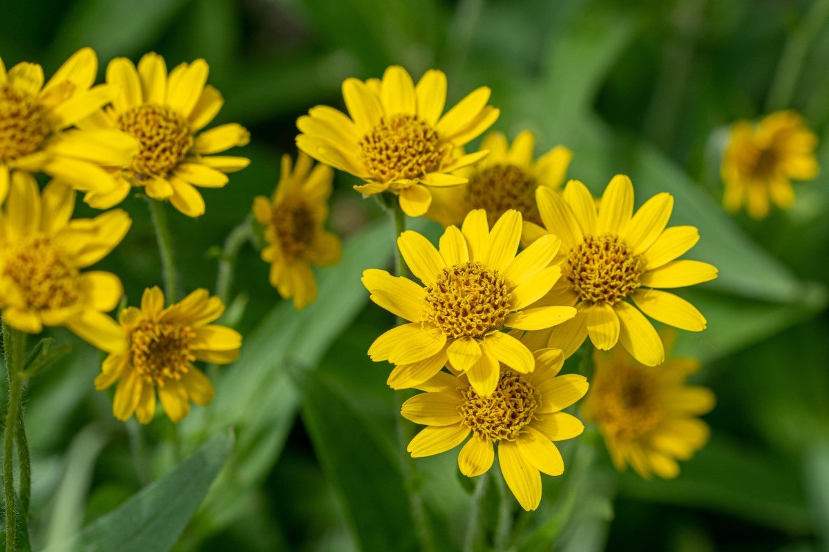 Arnica – Effets thérapeutiques et utilisation