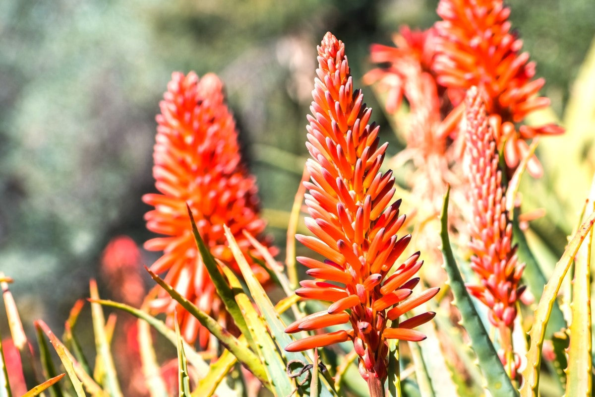 Echte Aloe (Aloe vera)