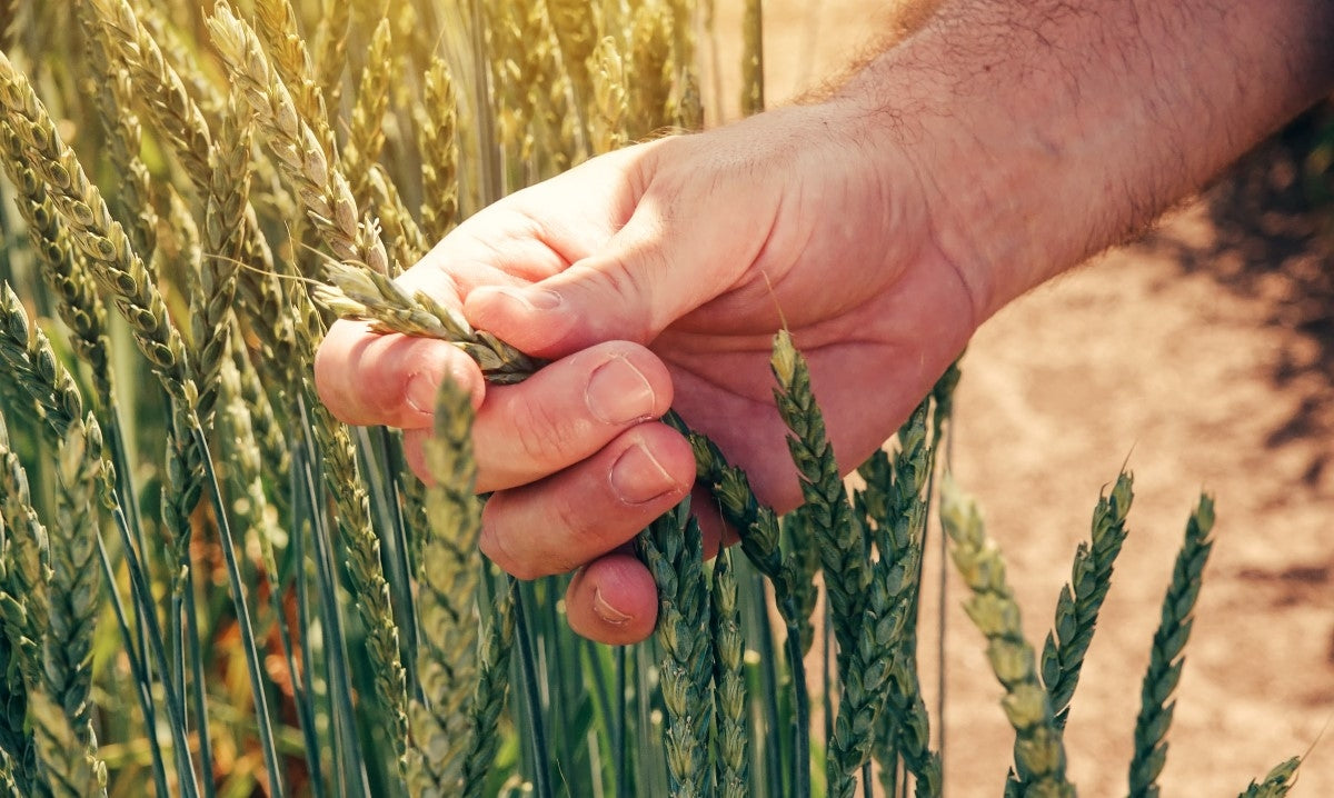 Dinkel - ausgewogene Ernährung