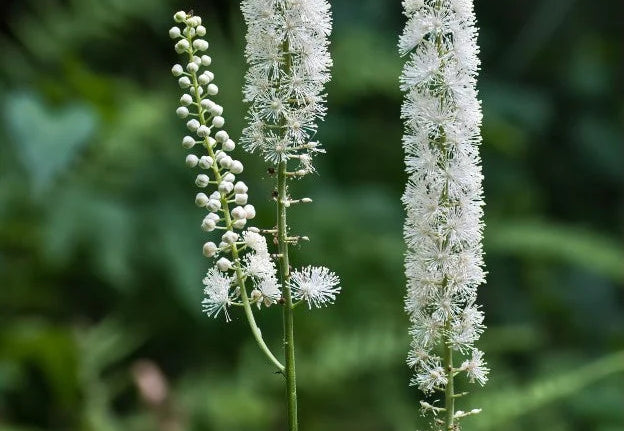 Actaea racemosa