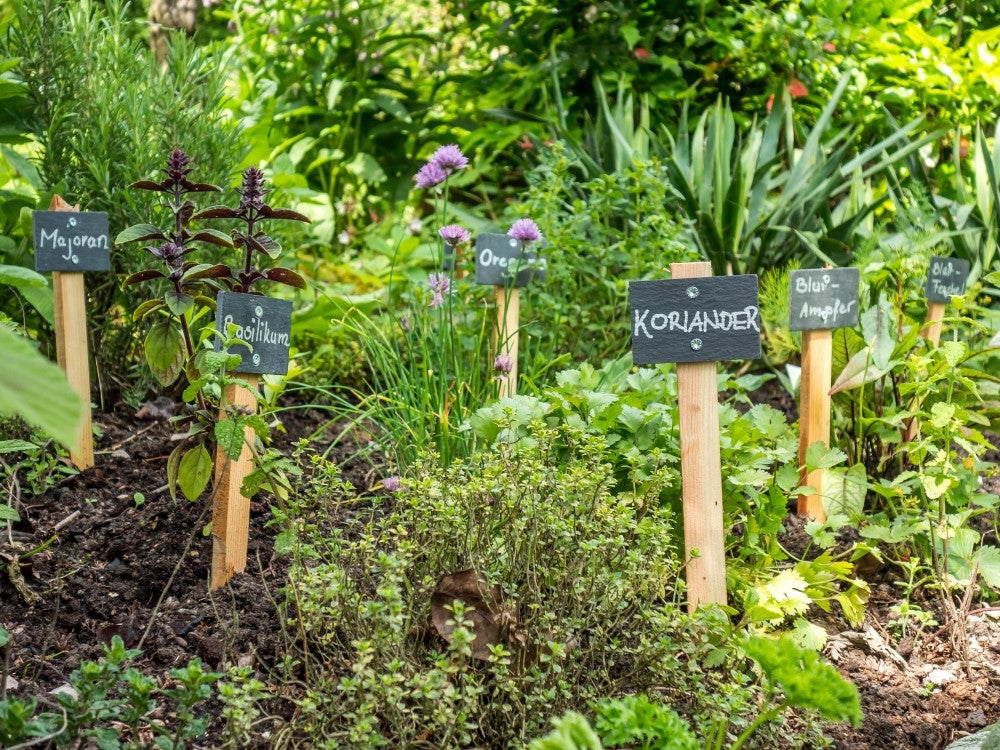 Herbes de jardin dans la médecine monastique