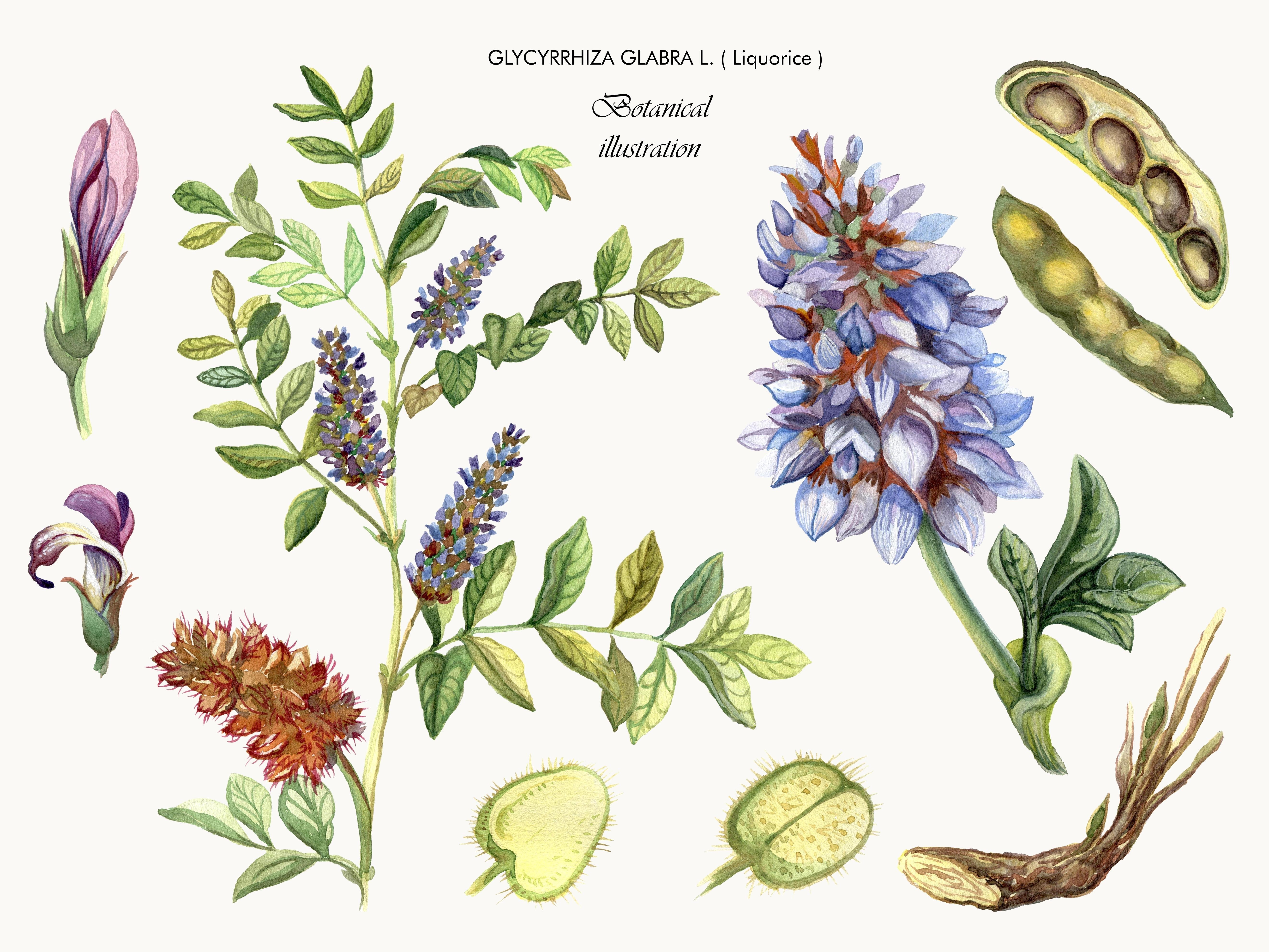 Lexique des plantes médicinales : effets, utilisation et dosage