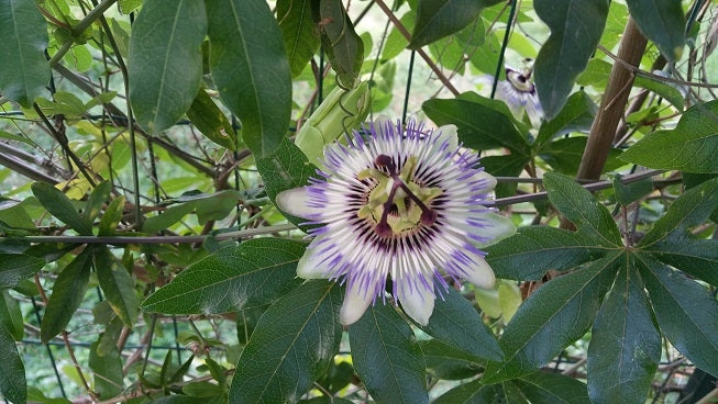Passiflore : l'essentiel en un coup d'œil