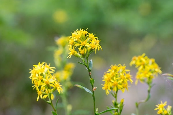 Solidago virgaurea