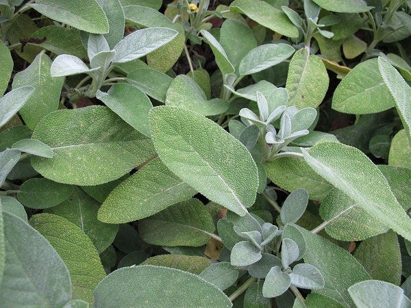 Salvia