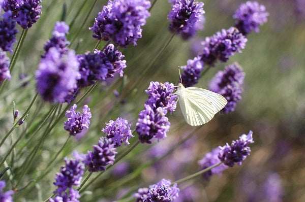 Alles über Lavendel